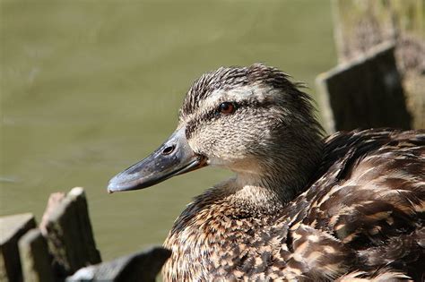 Researchers Reveal Secrets Of Duck Sex It S All Screwed Up