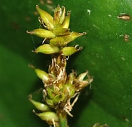 Afbeeldingsresultaten voor "bathypontia Elongata". Grootte: 192 x 185. Bron: phytoimages.siu.edu