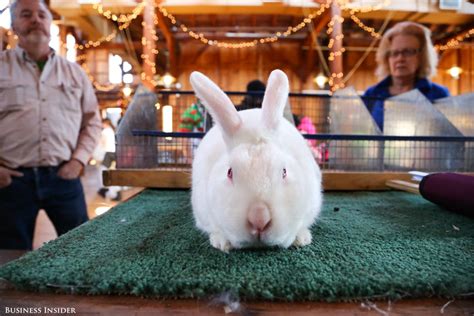 Rabbit Show Pictures Business Insider