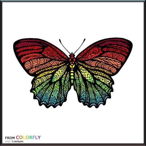 coloring colorfly colorful pictures color fly color pencil drawing