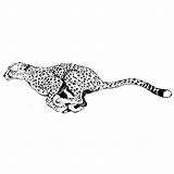 Guepardo Correndo Guepardos Cheetah Dibujos Chita Leopardo Buscar Tatuaje Tudodesenhos Pantera Elusivo sketch template