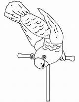 Parrot Perch Colorear Papuga Triste Drukuj Acrobatic sketch template
