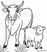 Cow Coloring Pages Calf Cool2bkids Printable Kids sketch template