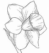 Daffodil Coloring Pages sketch template