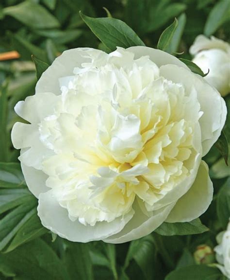 paeonia lactiflora duchesse de nemours jc bakker sons