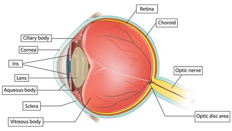 retinal tears  detachments      natural eye care blog news