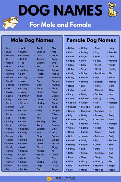 dog names   thinking     pet dog