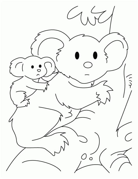 koala  kids coloring home
