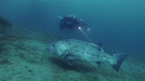 Giant Sea Bass Encounter In Southern California Youtube