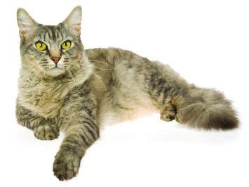 laperm cat breed profile petfinder