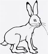 Hase Ausmalbilder Kaninchen Malvorlagen Ausdrucken Vorlage Hasen Ausmalbild Meerschweinchen Maerchen Auswählen Ostern Vögel sketch template