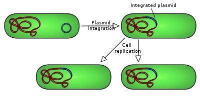 plasmids  vectors  genetic engineering