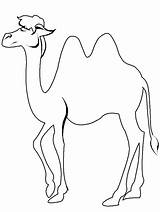 Kameel Kamelen sketch template