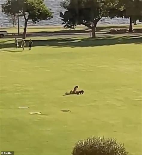 frisky couple filmed having sex in the middle of langley park perth