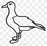 Albatross Kittiwake Mating Pinclipart sketch template