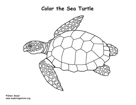sea turtle coloring nature