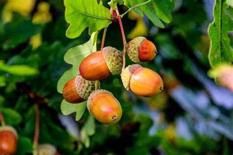 eat acorns    nutritious nutrition advance