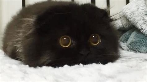 meet gimo the cat with the biggest eyes ever