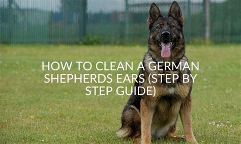 clean  german shepherds ears step  step guide jubilant pups
