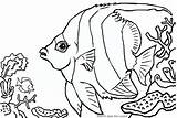 Coloring Pages Fish Viper Pennant Coralfish Getcolorings Animals Animal Kids sketch template