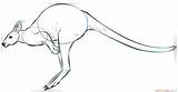 Kangaroo Draw Hopping Step Drawing sketch template