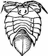 Isopod Etc Clipart Isopods Original Usf Edu Medium Large sketch template