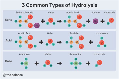 explanation   process hydrolysis