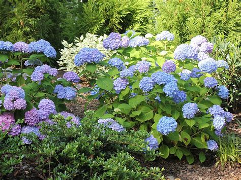 plants flowers hydrangea macrophylla ayesha