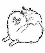 Pomeranian Kleurplaten Tekening Bezoeken sketch template