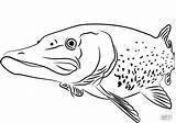 Pike Coloring Fish Pages Coloringbay Printable Drawing sketch template