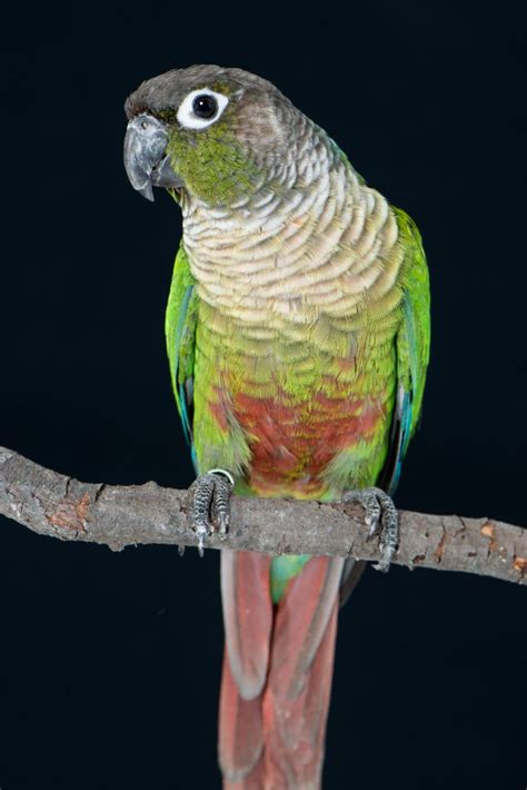 normal green cheeked conure conure parrot pet conure bird