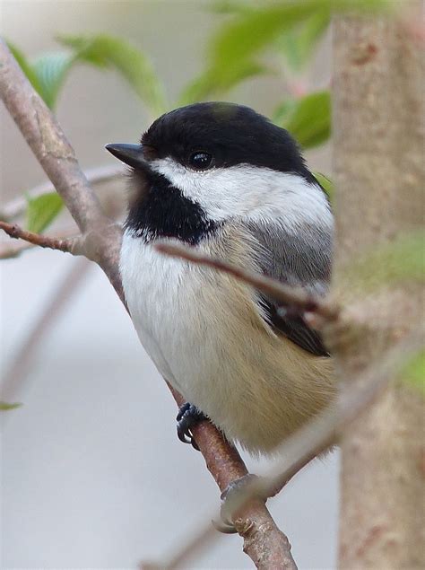 black capped chickadee  sharon friends  conservation