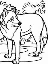 Wolf Loup Coloriage Lobo Animaux Colorier Coloriages Wolves Arctic Coloringhome Clipartbest Wolfs sketch template