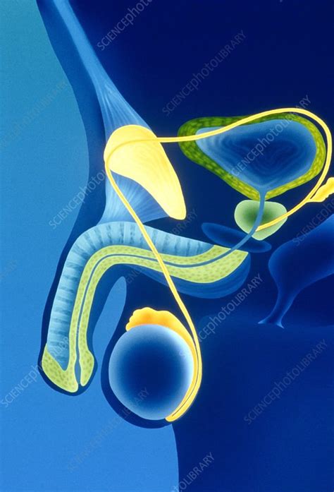 artwork of the male reproductive system stock image