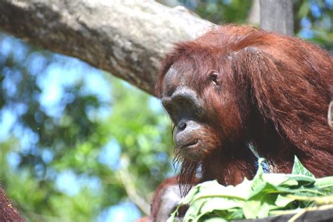 Meki The Orangutan Project