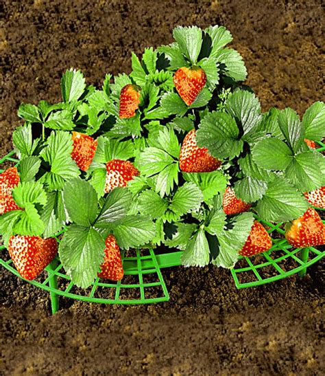 aardbeienplant groeihulp aardbeien bij baldur nederland