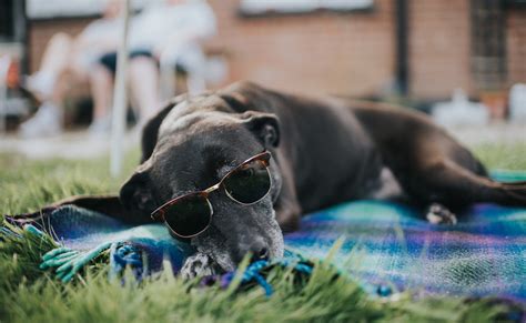 dog days  summer readers digest