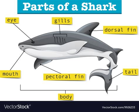 diagram showing parts  shark royalty  vector image