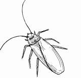 Cockroach Barata Insect Normal Bestcoloringpagesforkids Hissing Artesanatototal sketch template