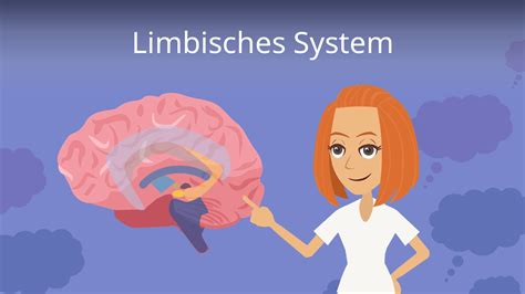 limbisches system einfach erklaert bestandteile mit video
