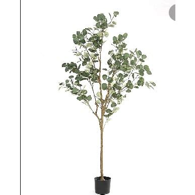 plants   grow  eucalyptus trees  pictures