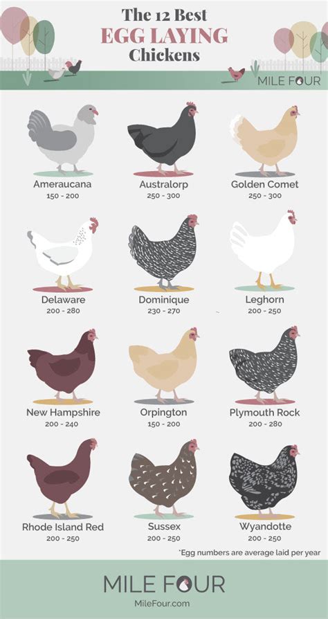 The 12 Best Egg Laying Chicken Breeds R Homestead