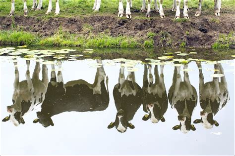 weerspiegeling koeien het boerenleven  beeld met afbeeldingen koeien foto nederland