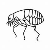 Flea Parasite Vector Bug Clip Icon Animal Outline Pest Insect Bloodsucker Illustrations Similar Iconfinder sketch template
