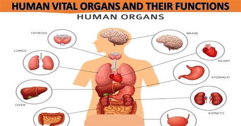 human vital organs   functions