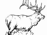 Elk Coloring Pages Bull Printable Getdrawings Color Getcolorings sketch template