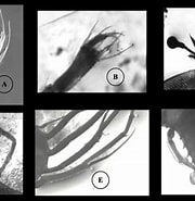 Afbeeldingsresultaten voor "scyllarus Batei". Grootte: 180 x 181. Bron: www.researchgate.net