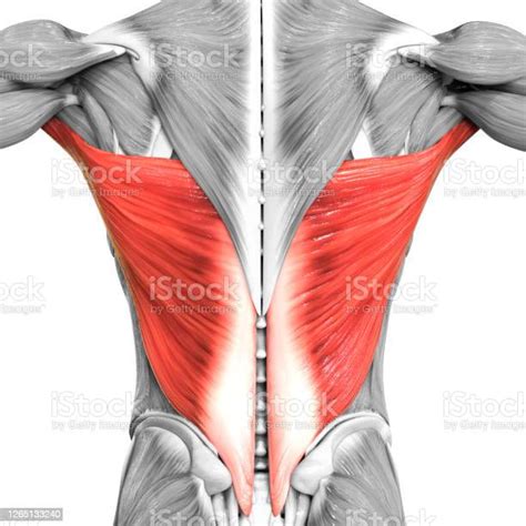 manusia berotot sistem batang tubuh otot latissimus dorsi anatomi otot