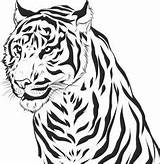 Coloring Tiger Pages Printable Kids Animal sketch template