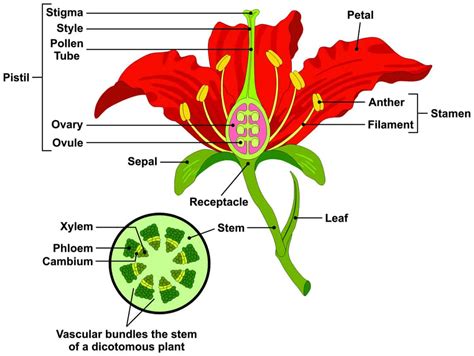 parts   flower  plant   functions  diagrams flower cell leaf stem